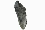 Partial Megalodon Tooth - South Carolina #172207-1